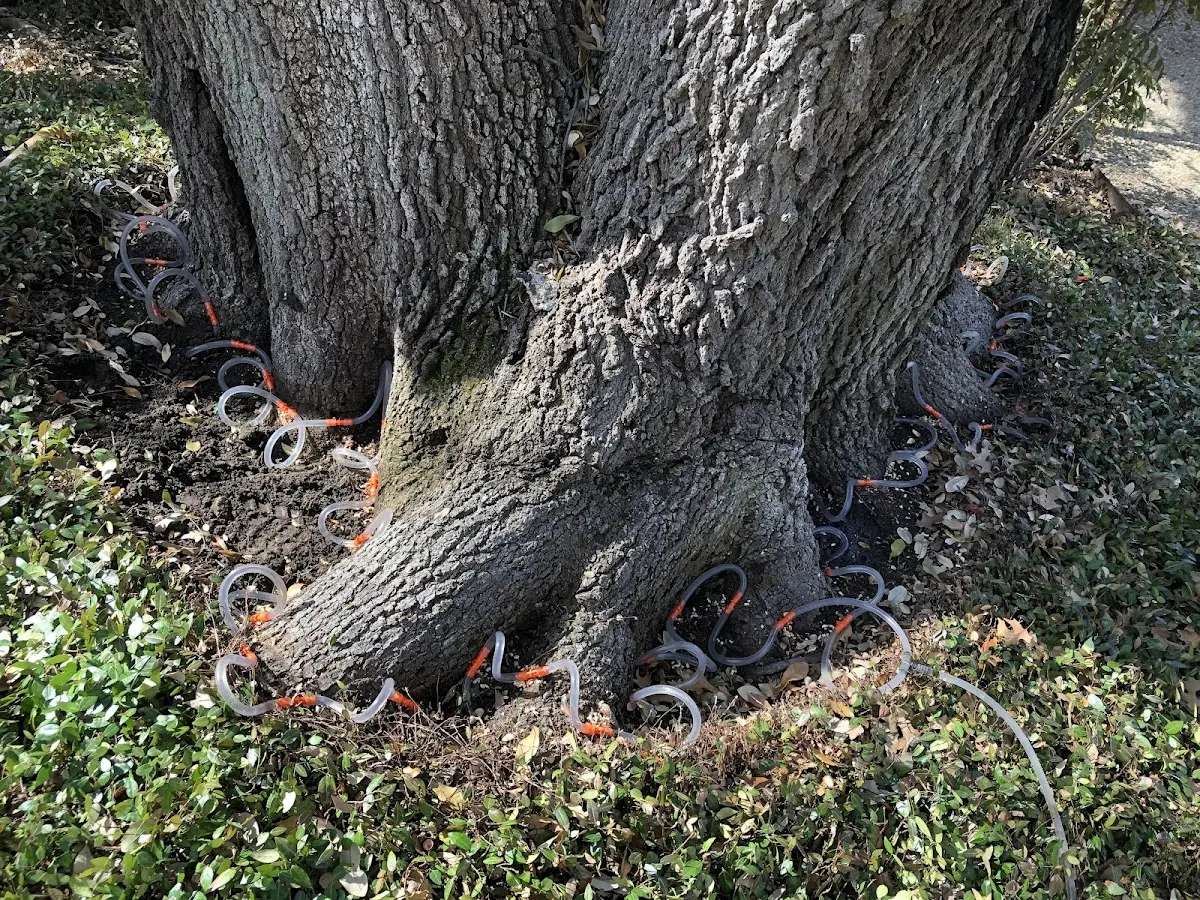 Detailed Tree Cabling and Bracing job site in Bryant