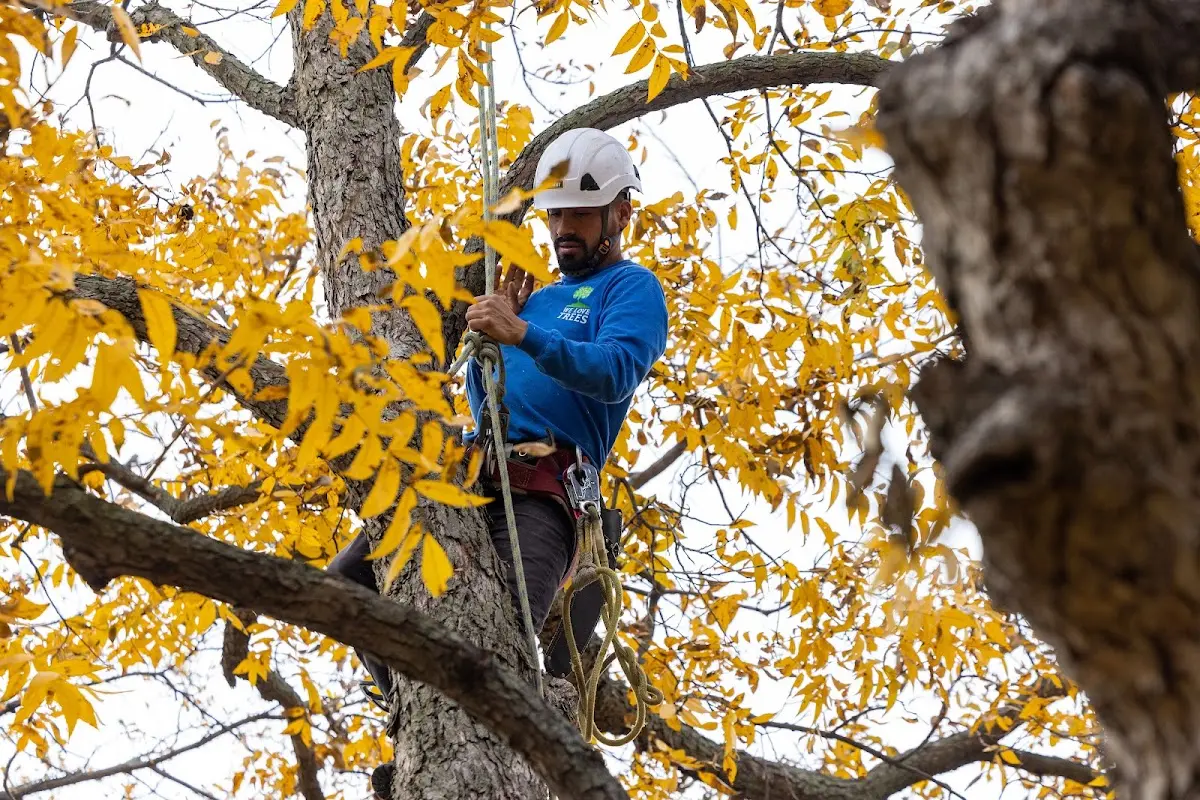 Skilled Tree Pruning crew working in Bryant
